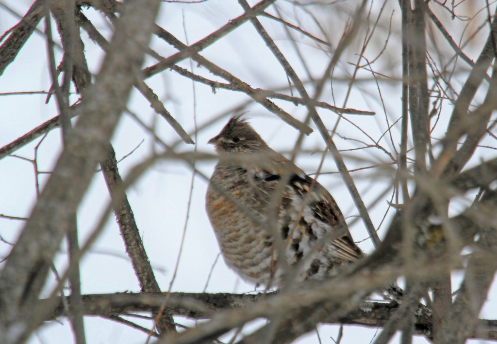 Ruffed grouse