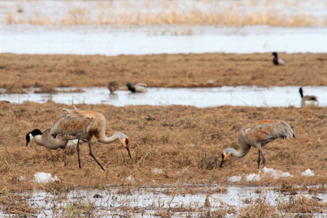 Sandhills and goose.jpg