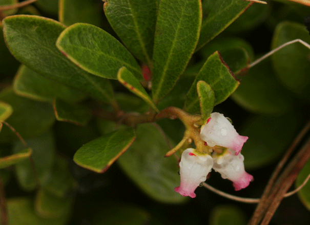 Arctostaphylos uva-ursi Bearberry