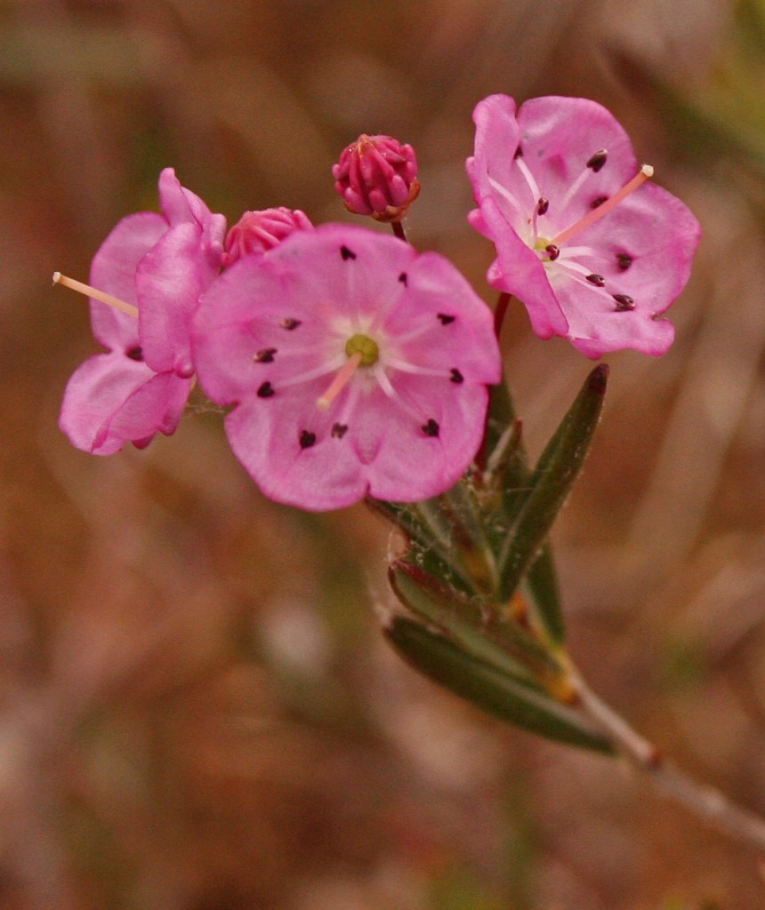 Bog laurel closeup