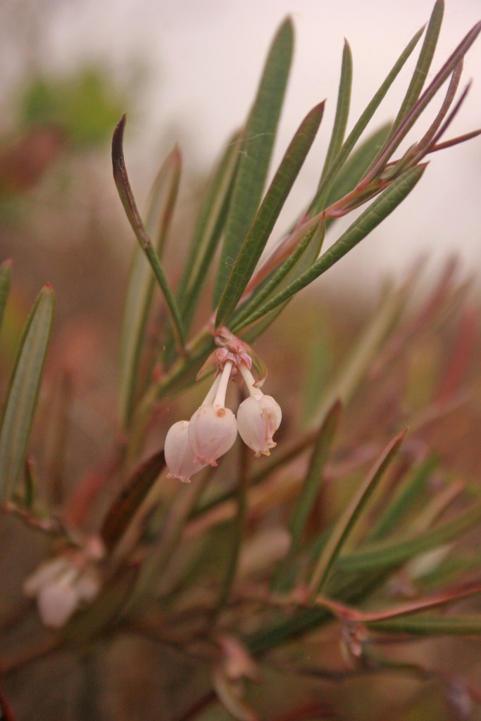 Bog rosemary portrait