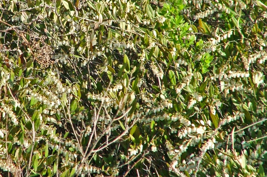 Chamaedaphne calyculata Leatherleaf
