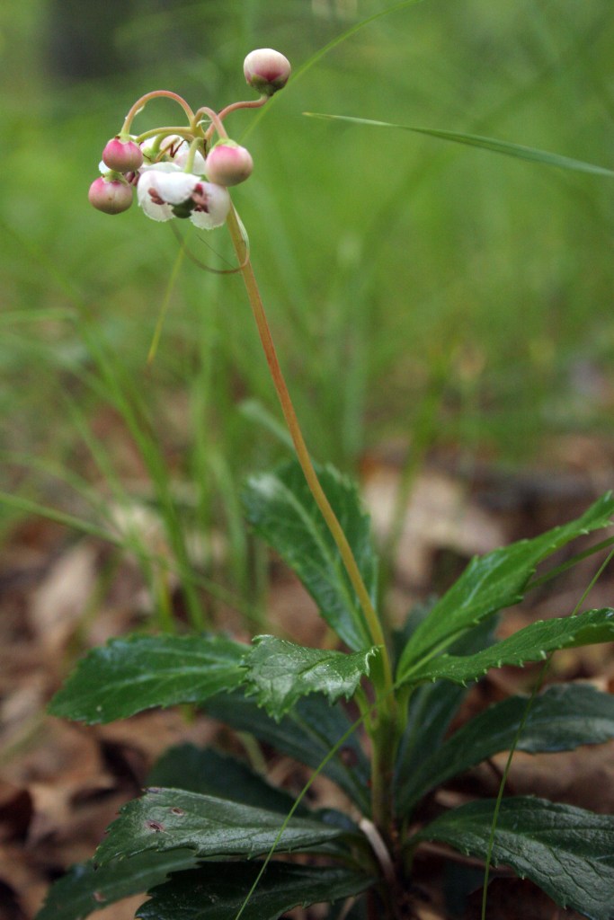 Chimaphila umbellata Pipsissewa 2