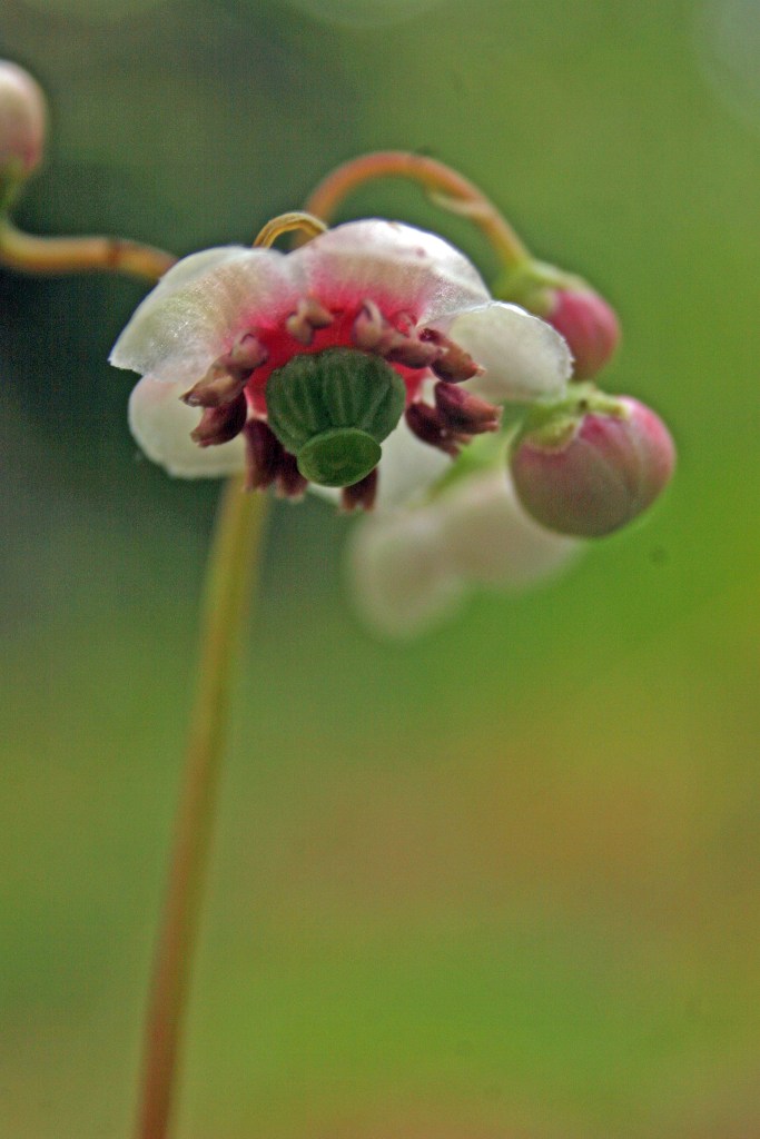 Chimaphila umbellata Pipsissewa closeup