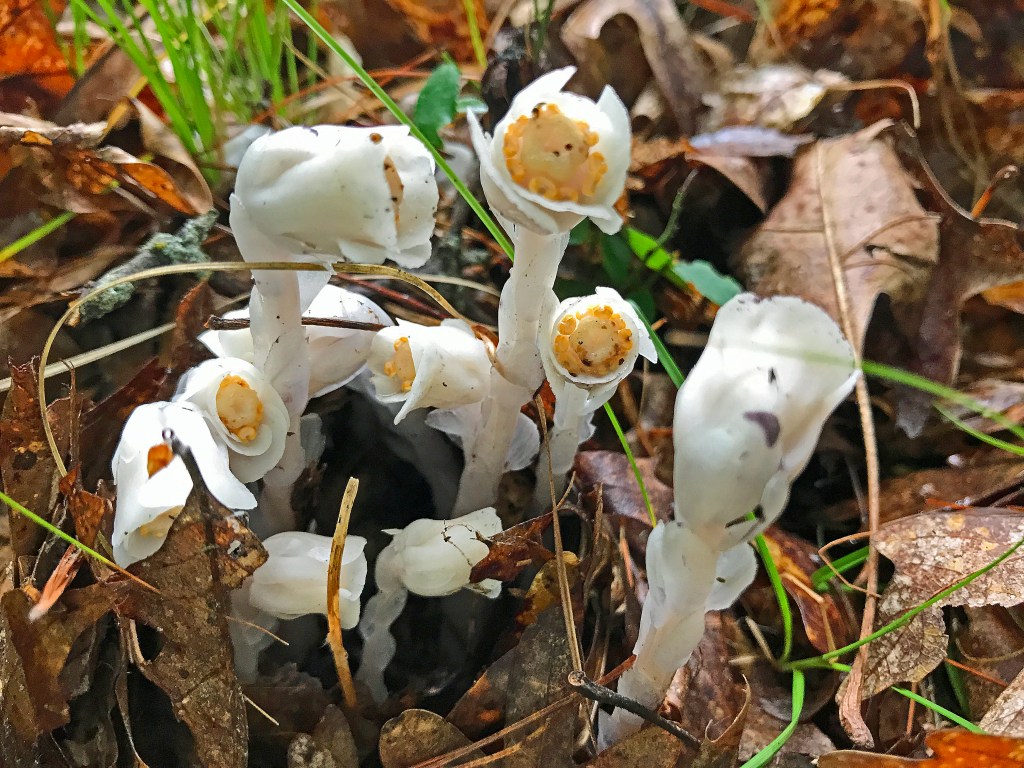 Monotropa uniflora Indian pipe
